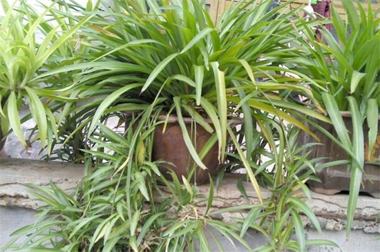 吊兰如何剪枝种植图解，三个步骤教你种植