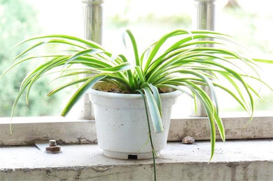 吊兰为何不能放卧室