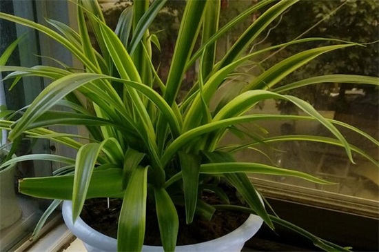 吊兰为何不能放卧室