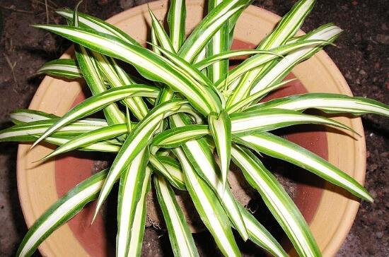 吊兰根部发黑腐烂，结合三个原因实行处理