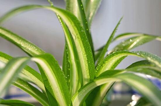 吊兰根部发黑腐烂，结合三个原因实行处理