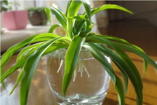 吊兰根部发黑腐烂，结合三个原因实行处理