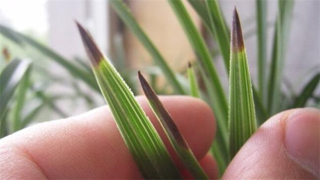 吊兰叶尖发黑如何回事