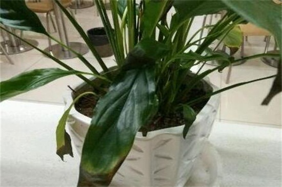 吊兰叶尖发黑如何回事