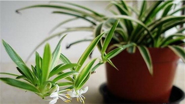 吊兰如何繁殖最快