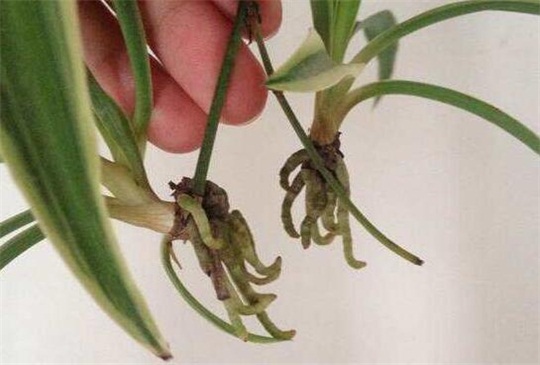 吊兰如何繁殖最快