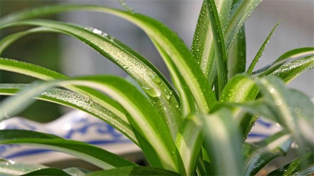 吊兰叶子发黄如何办