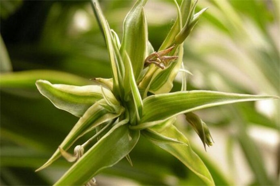 吊兰叶子发黄如何办