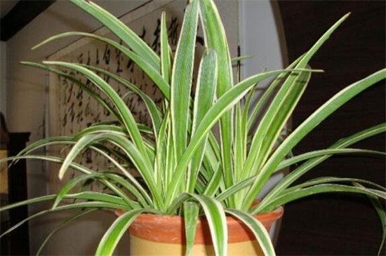 吊兰叶子发黄如何办