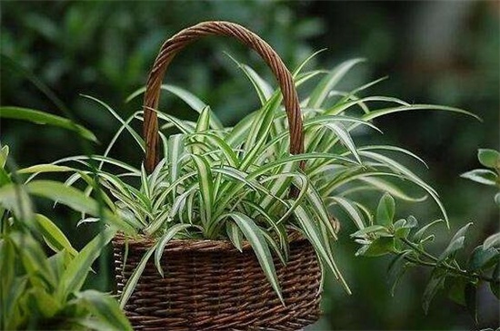 家里为何不能养吊兰