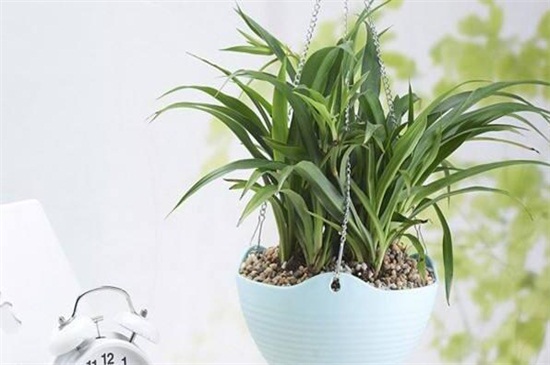 家里为何不能养吊兰