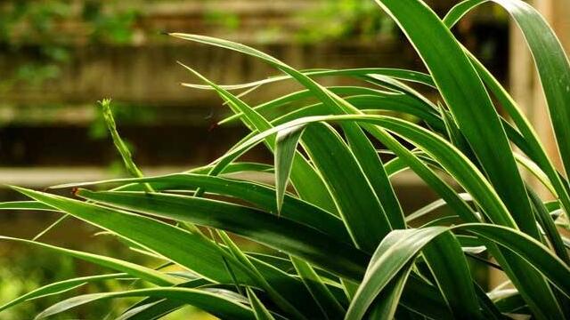 吊兰叶子尖发黑如何办