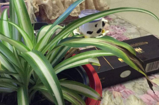 吊兰叶子尖发黑如何办