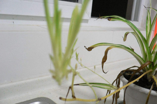 吊兰叶子尖发黑如何办