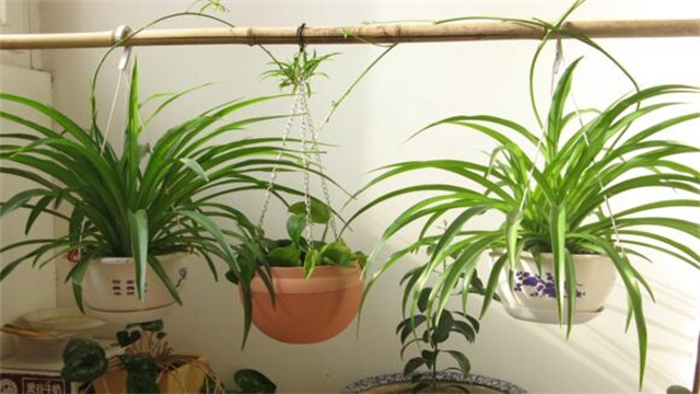 如何让吊兰爆盆