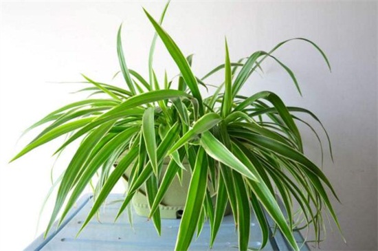 如何让吊兰爆盆