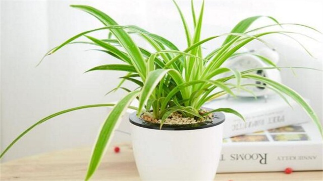 吊兰如何养才能更旺盛