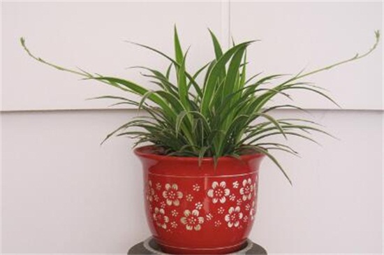 吊兰如何养才能更旺盛