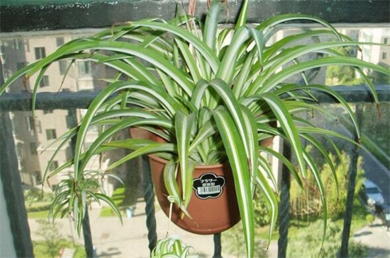 吊兰如何养才能更旺盛