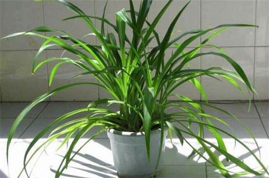 吊兰如何养才能更旺盛