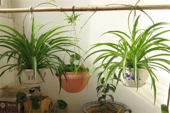 吊兰如何养才能更旺盛