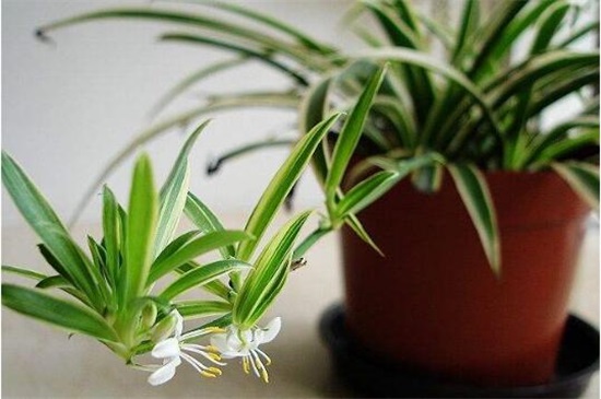 吊兰抽茎开花后如何办,可以留着生长/或是直接剪掉