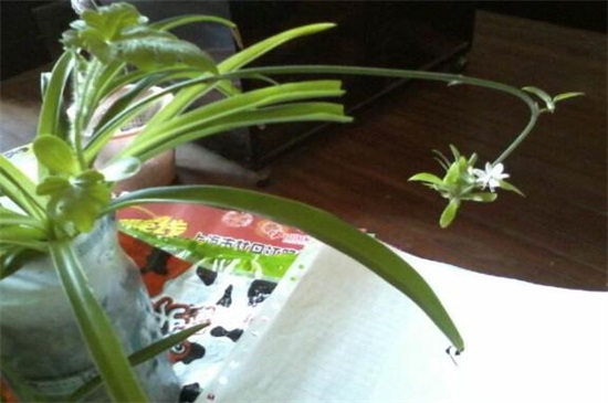 吊兰抽茎开花后如何办,可以留着生长/或是直接剪掉