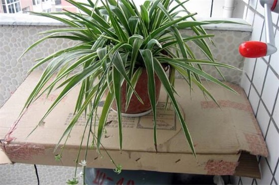 吊兰抽茎开花后如何办,可以留着生长/或是直接剪掉