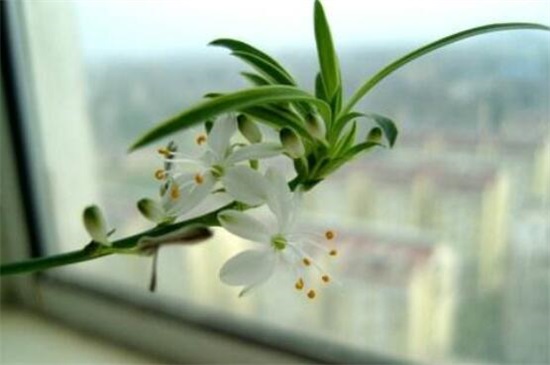 吊兰抽茎开花后如何办,可以留着生长/或是直接剪掉