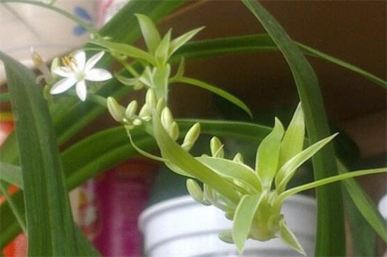 吊兰抽茎开花后如何办,可以留着生长/或是直接剪掉