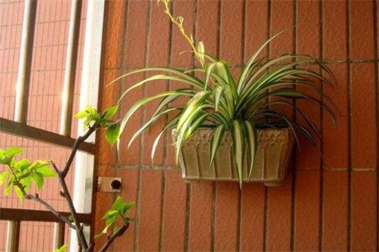 吊兰抽茎开花后如何办,可以留着生长/或是直接剪掉