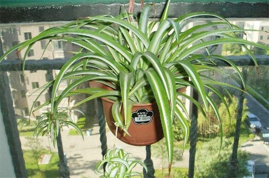 吊兰抽茎开花后如何办,可以留着生长/或是直接剪掉