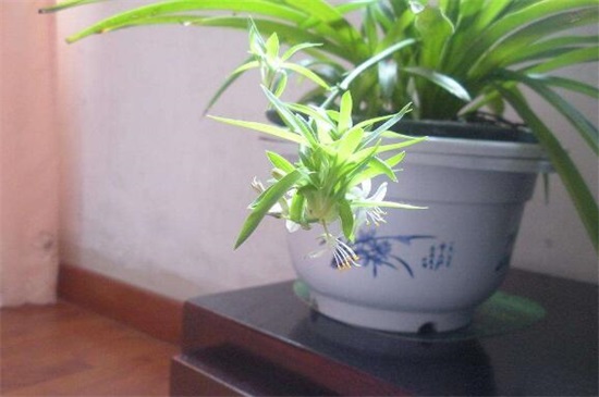 吊兰抽茎开花后如何办,可以留着生长/或是直接剪掉