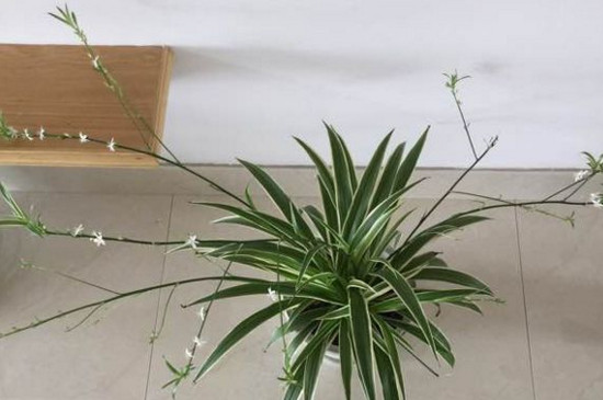 吊兰的抽穗如何处理好，可修剪也可养护长吊兰小仔