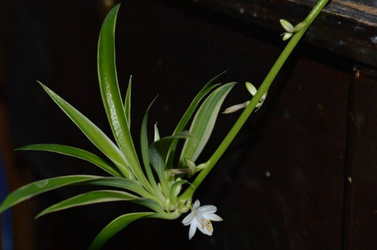 吊兰的抽穗如何处理好，可修剪也可养护长吊兰小仔