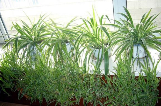 吊兰的抽穗如何处理好，可修剪也可养护长吊兰小仔