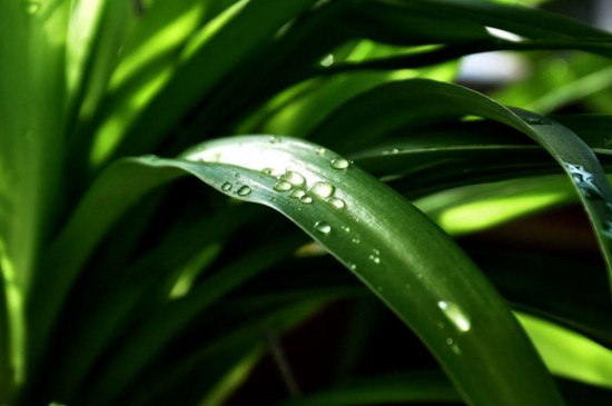 吊兰的抽穗如何处理好，可修剪也可养护长吊兰小仔