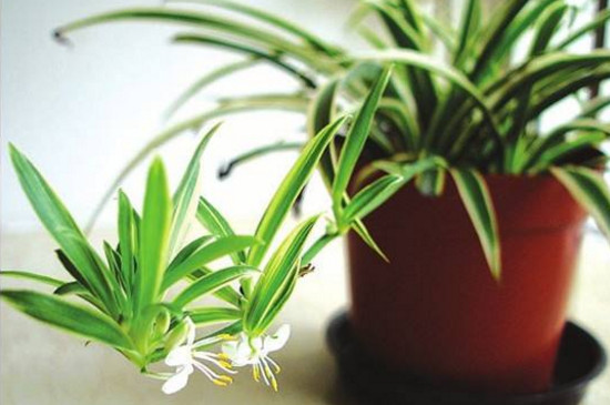 吊兰的抽穗如何处理好，可修剪也可养护长吊兰小仔