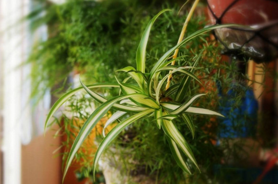 吊兰的抽穗如何处理好，可修剪也可养护长吊兰小仔