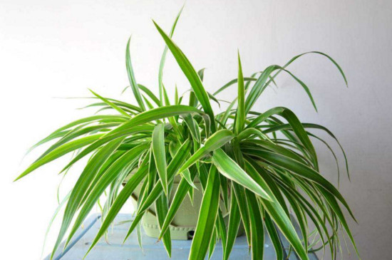 吊兰的抽穗如何处理好，可修剪也可养护长吊兰小仔