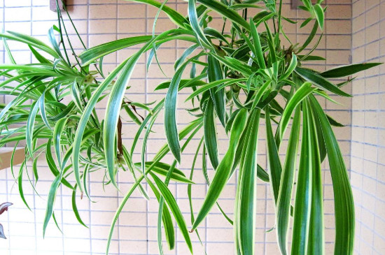 吊兰的抽穗如何处理好，可修剪也可养护长吊兰小仔