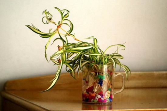 吊兰的抽穗如何处理好，可修剪也可养护长吊兰小仔