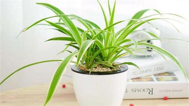 吊兰的养殖办法和留意事项