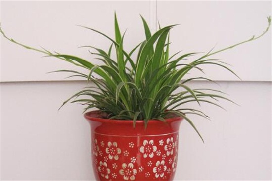 吊兰的养殖办法和留意事项