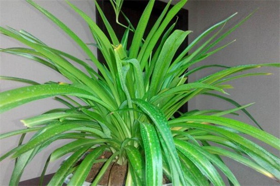 吊兰的养殖办法和留意事项