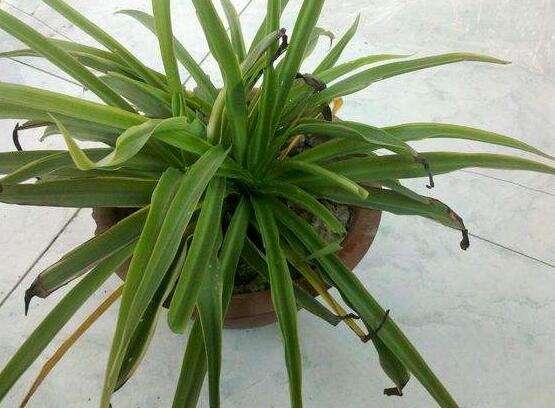 吊兰叶尖干枯了剪掉吗,可以修剪/避免叶尖枯黄扩散