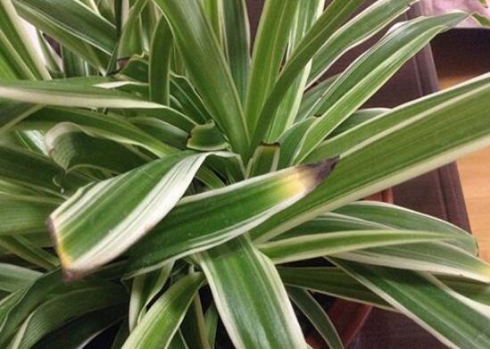 吊兰叶尖干枯了剪掉吗,可以修剪/避免叶尖枯黄扩散