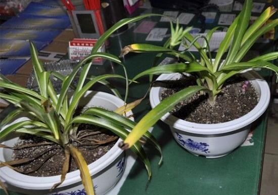 吊兰叶尖干枯了剪掉吗,可以修剪/避免叶尖枯黄扩散