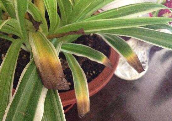 吊兰叶尖干枯了剪掉吗,可以修剪/避免叶尖枯黄扩散