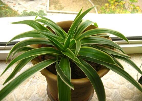 吊兰叶尖干枯了剪掉吗,可以修剪/避免叶尖枯黄扩散